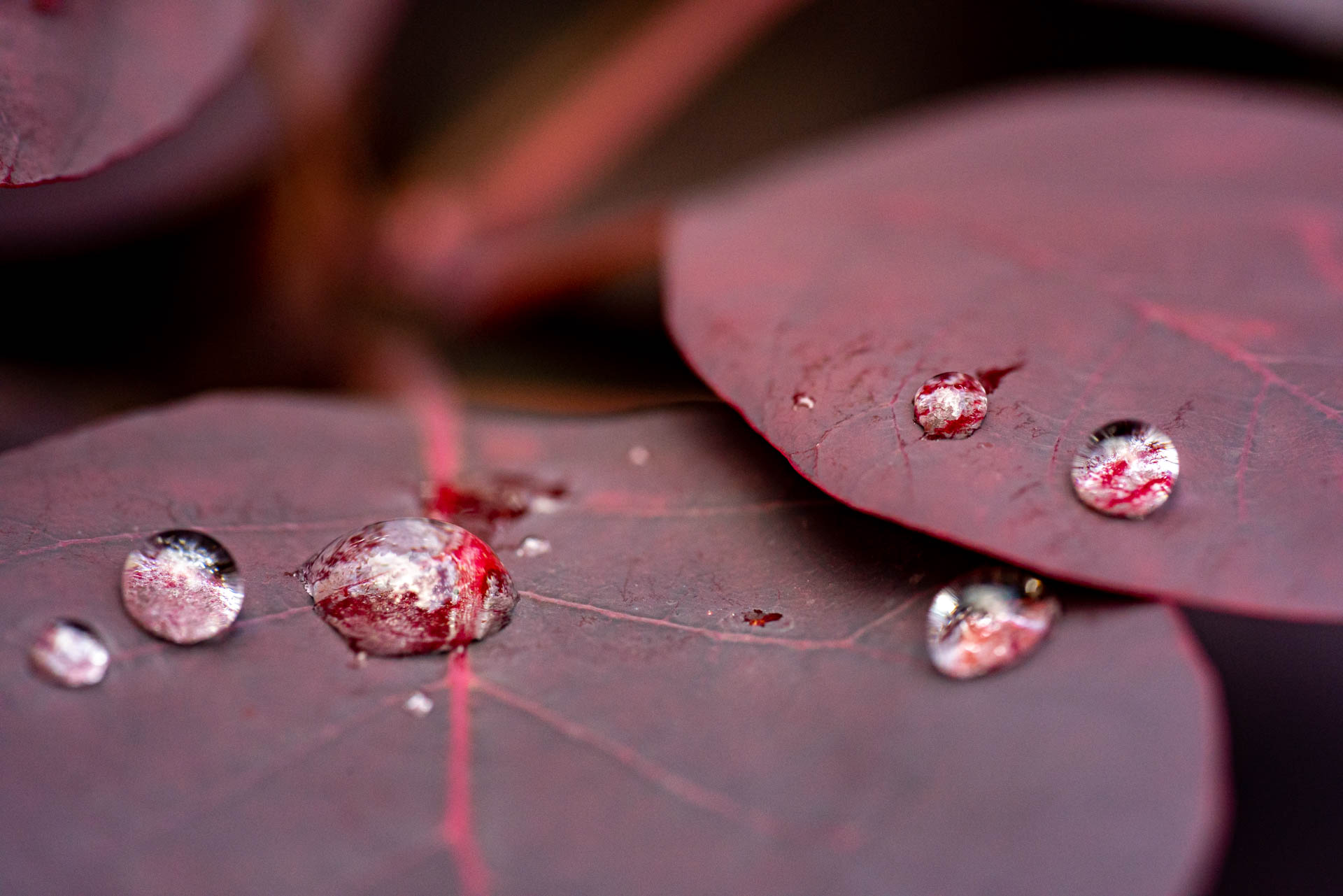 water droplets on leaves