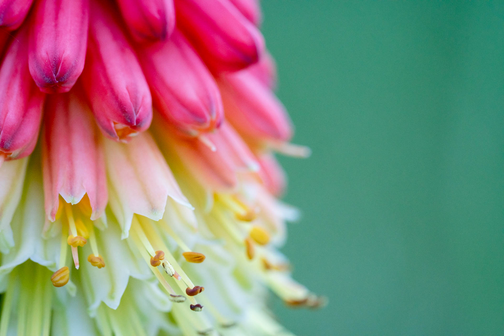 pink flowers that fade to white