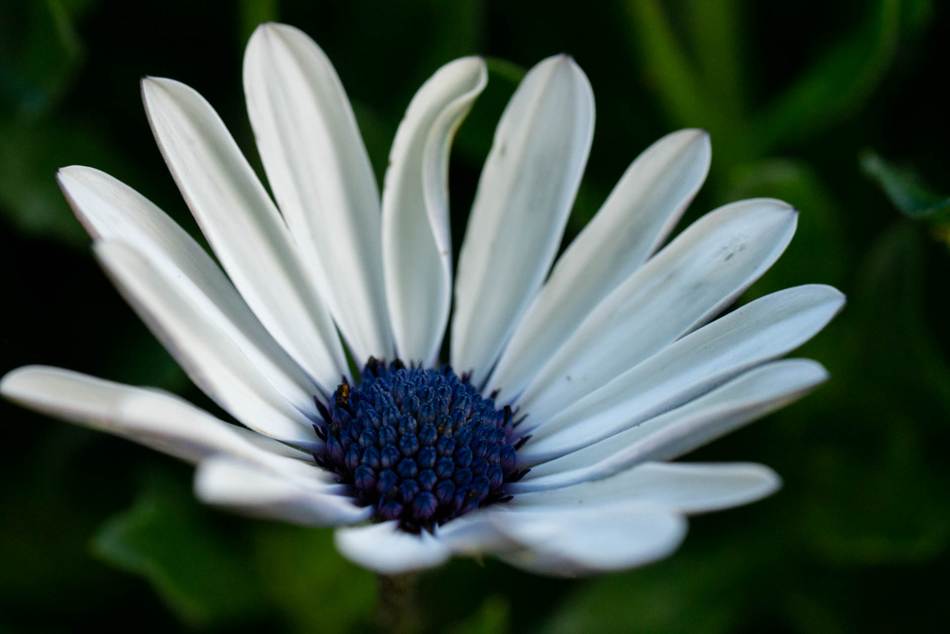 a flower with white pedals and a blue center