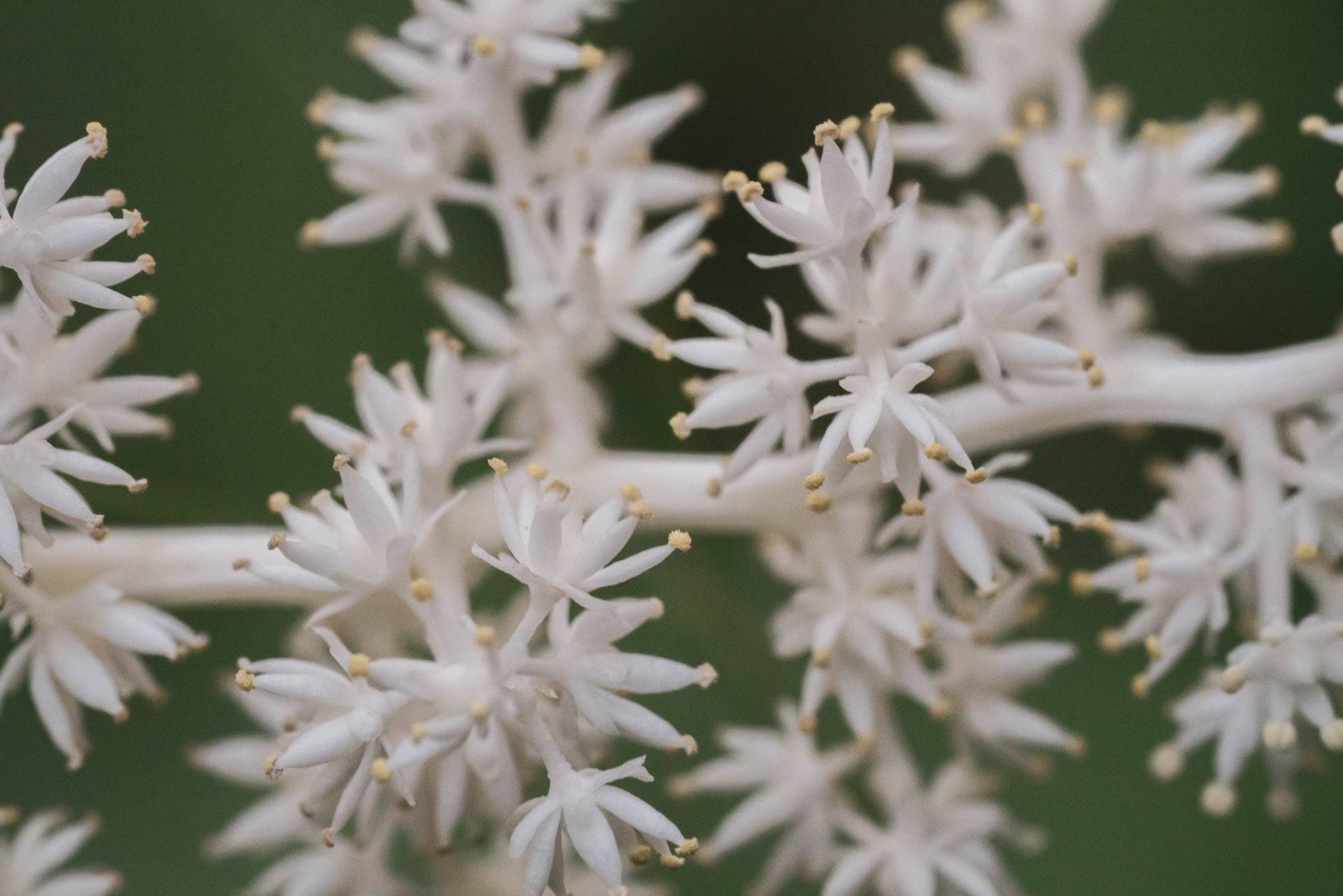 white crown-like flowers