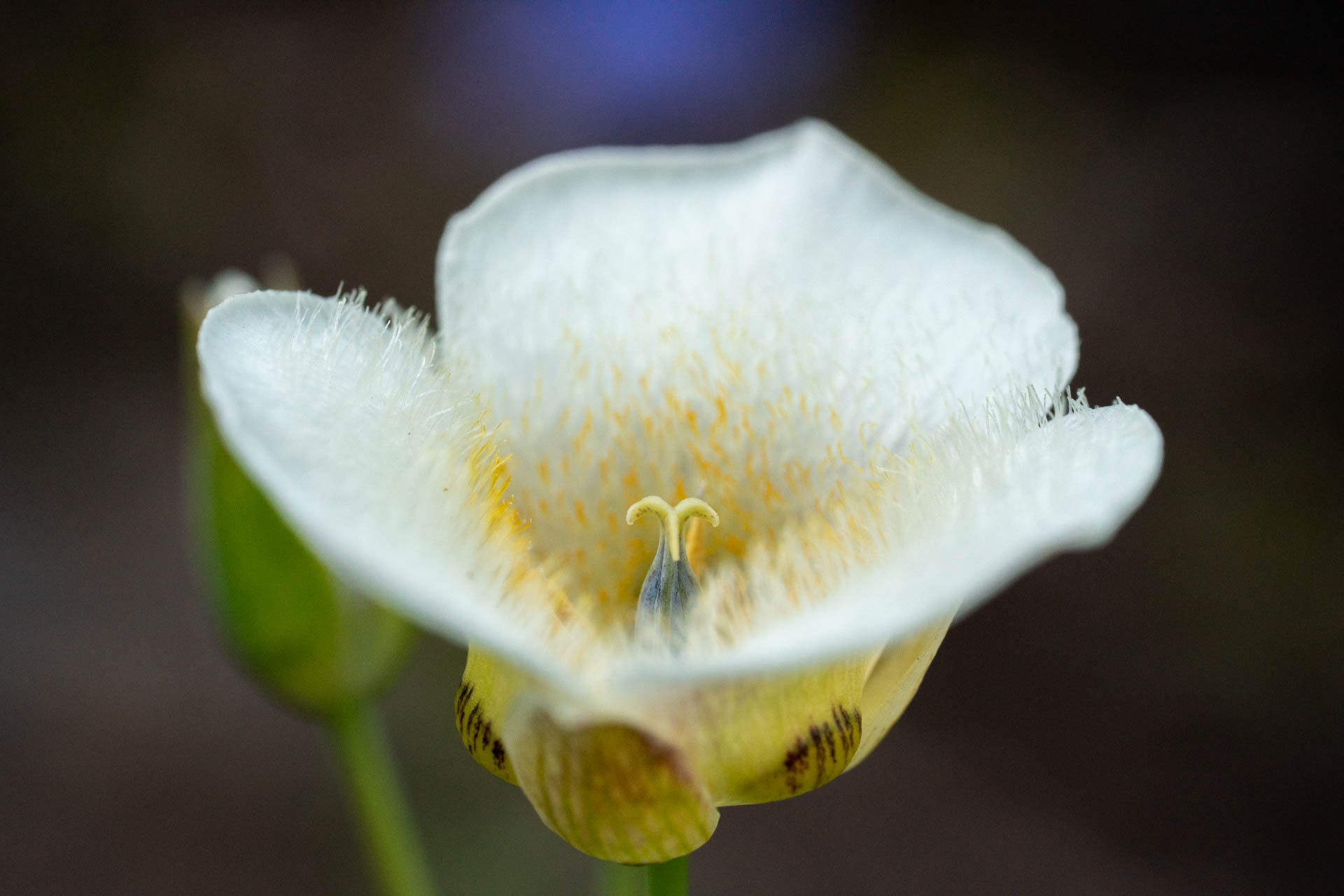 a white flower with a yellow exterior