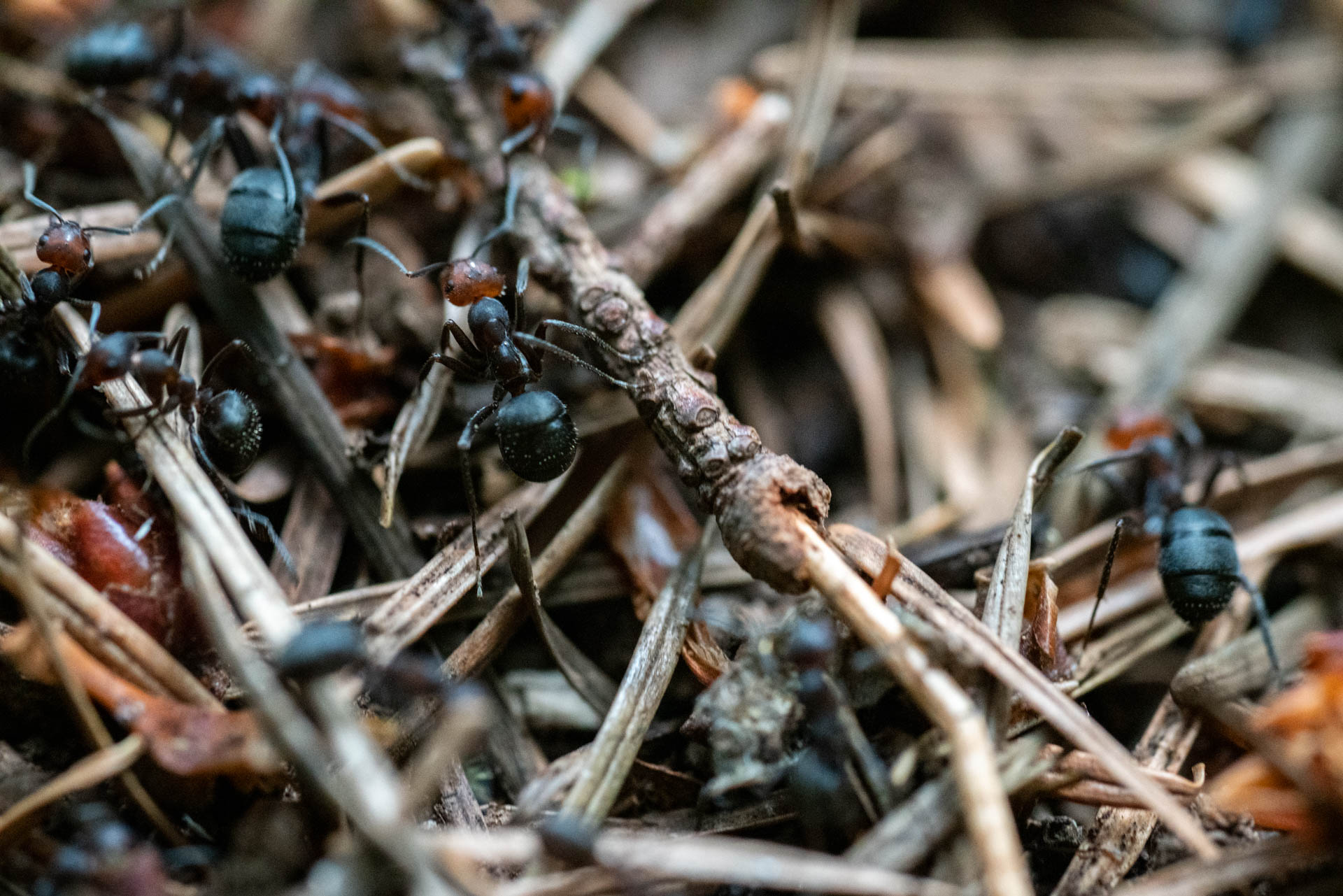 black ants on pine needles