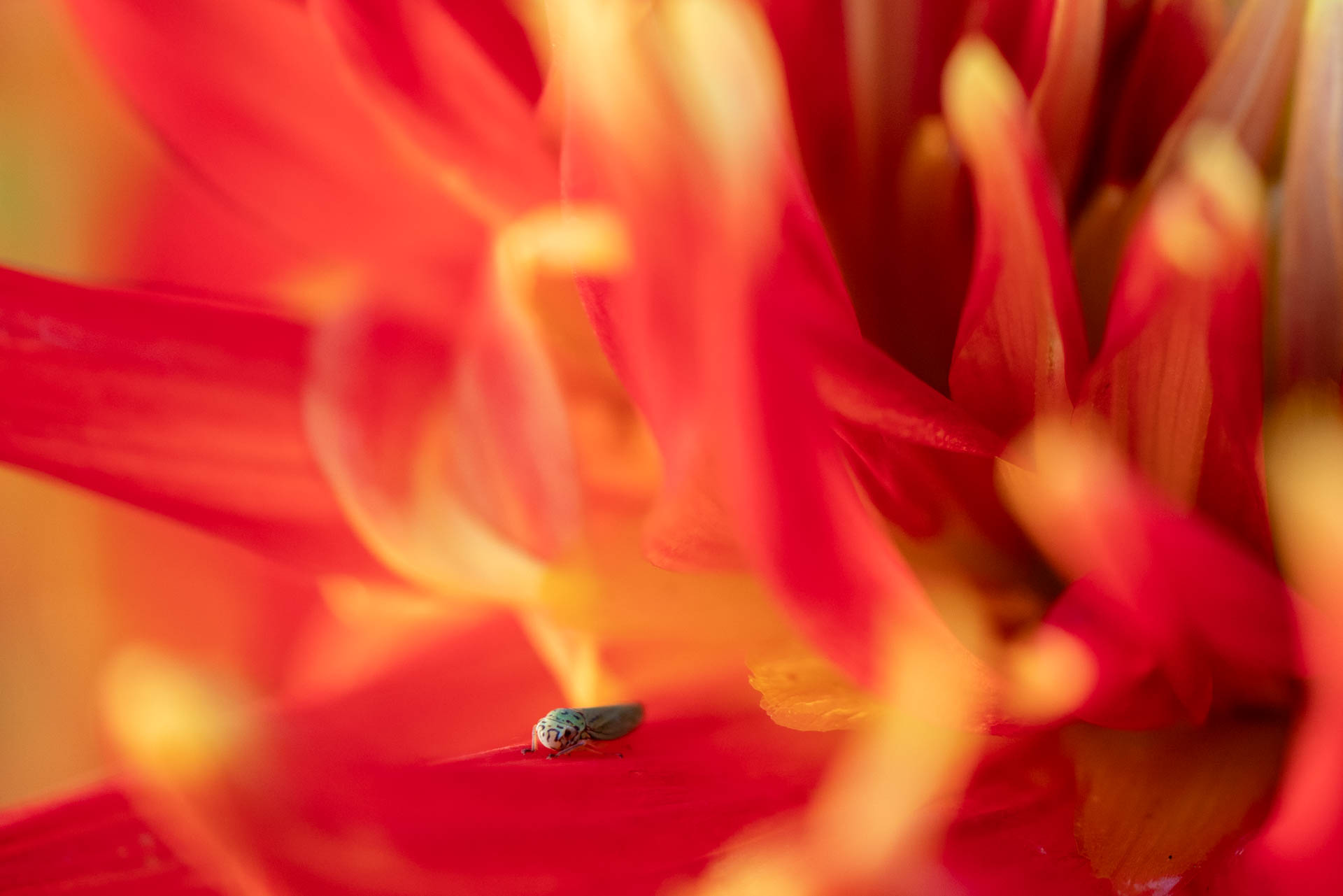 a small green bug on a red flower like fire