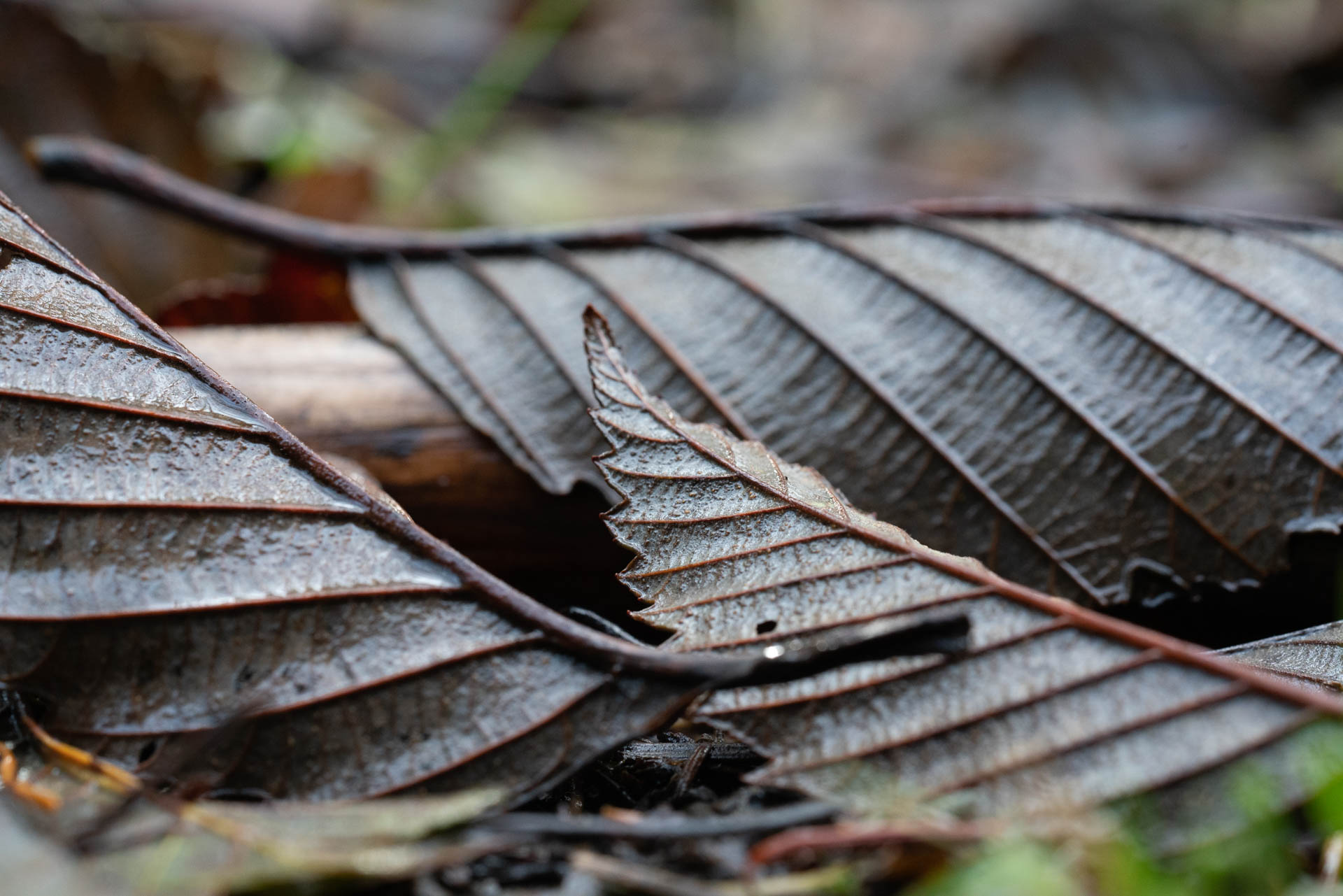 dark brown leaves