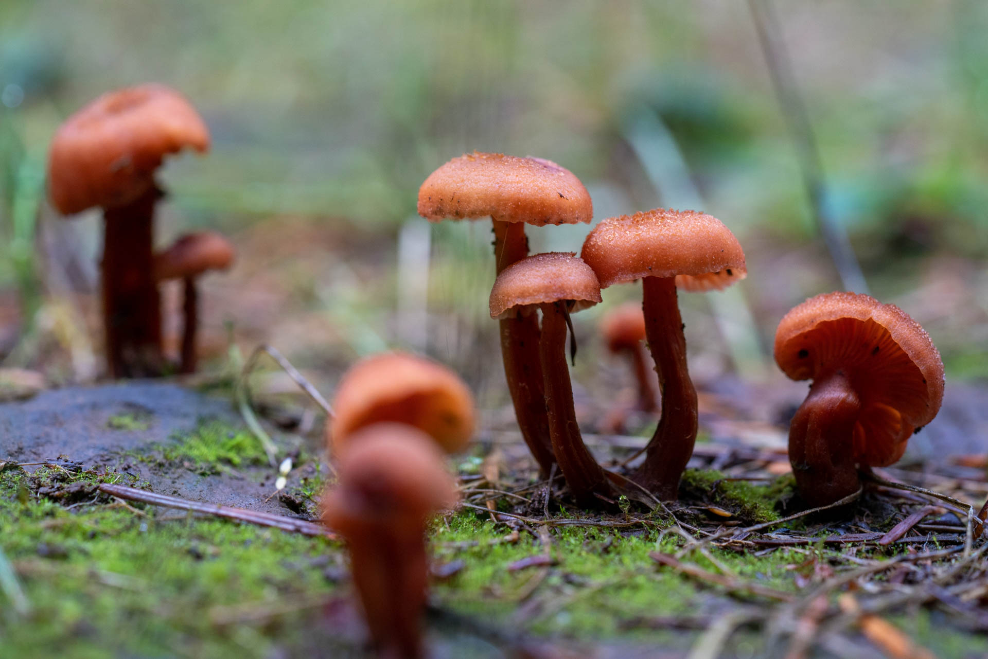 clusters of orange mushrooms