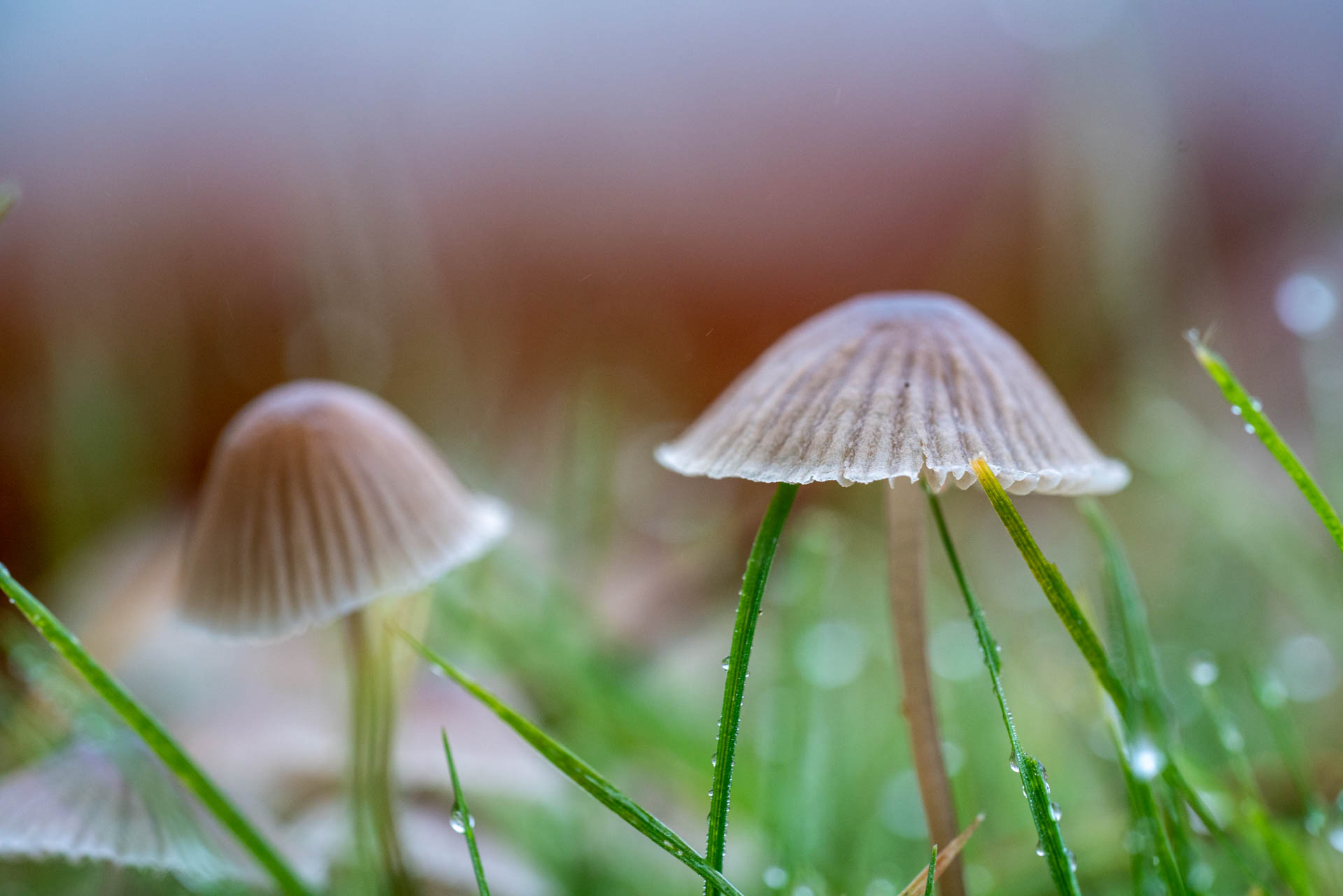 tiny light brown mushrooms