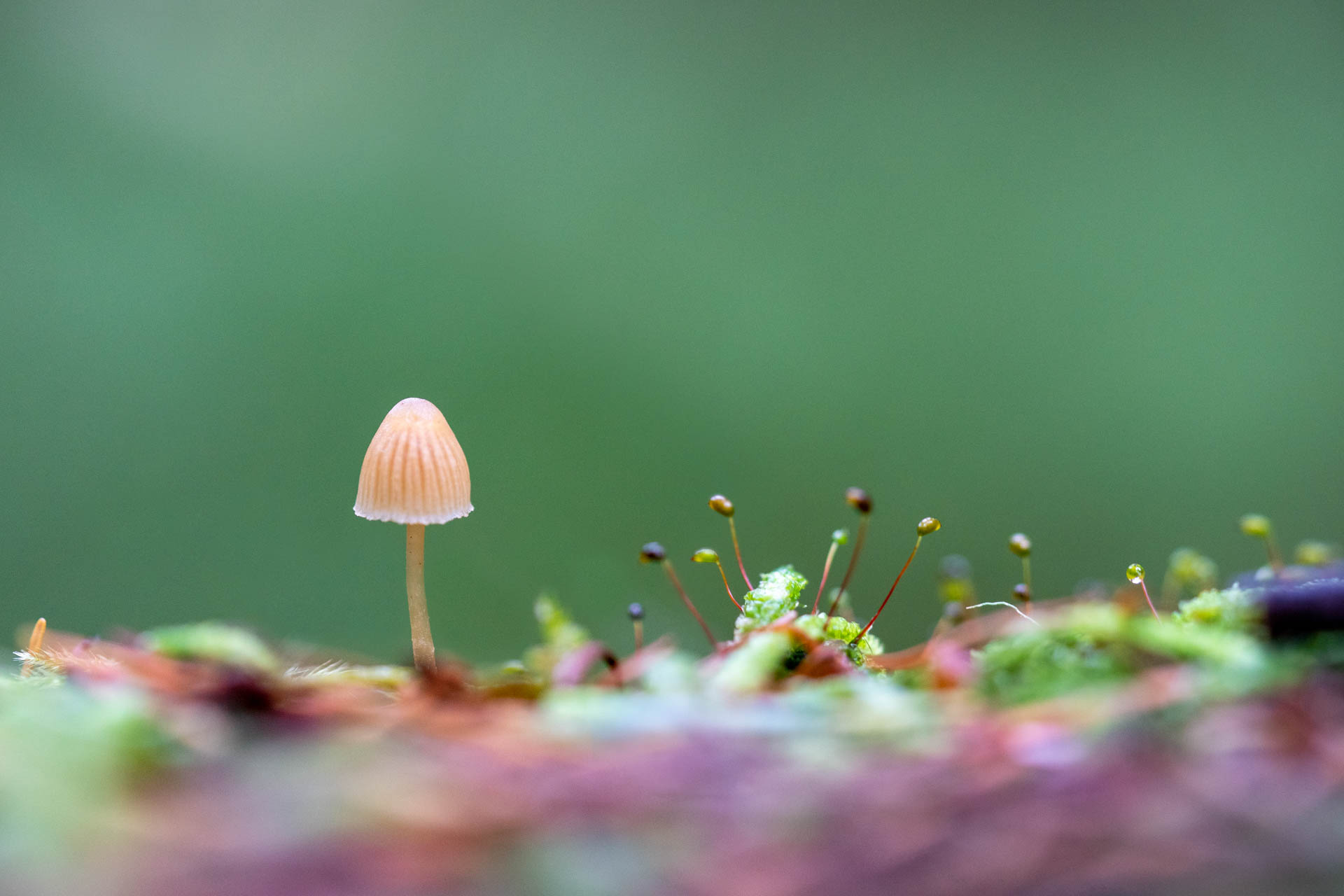 a small mushroom on a log