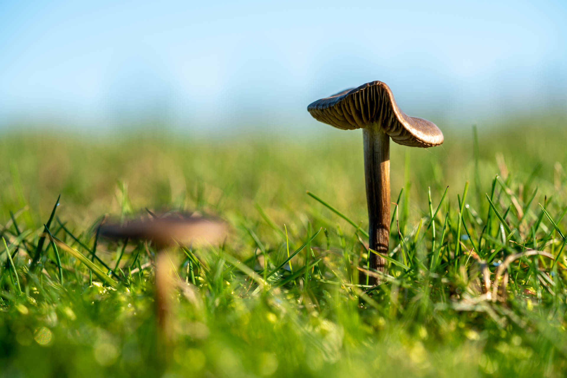 The fins of a small mushroom in grass