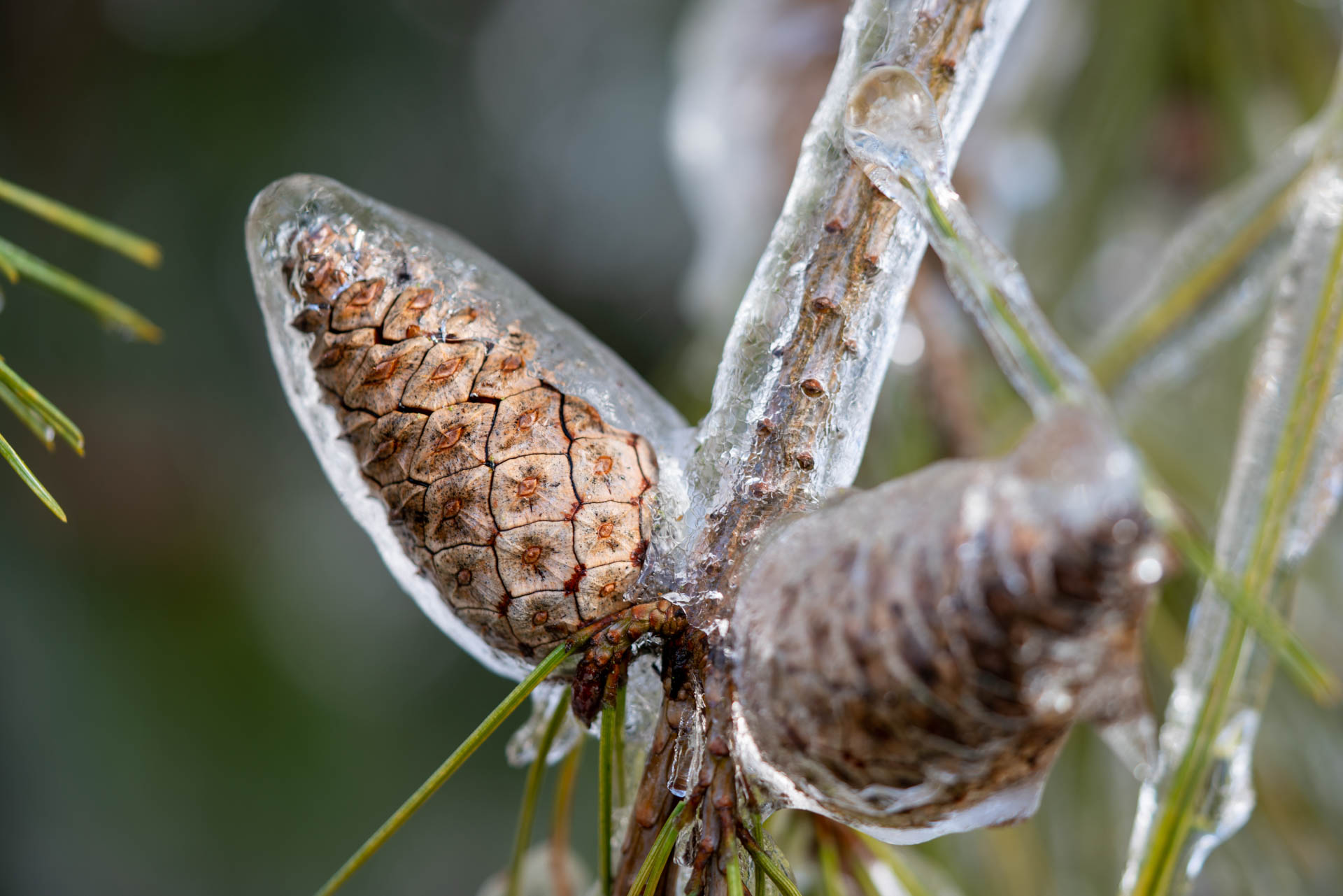 pinecoes covered in ice melting