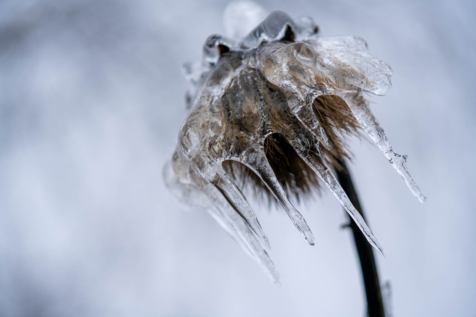 a dried flower covered in a jellyfish of ice